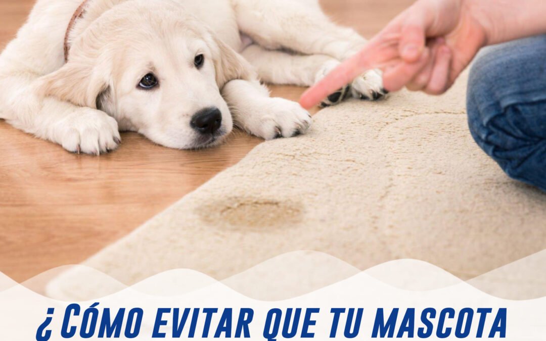 Cómo evitar que los perros orinen sobre las alfombras.